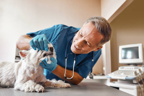 Best Mobile Emergency Dentist in Manchester, MO